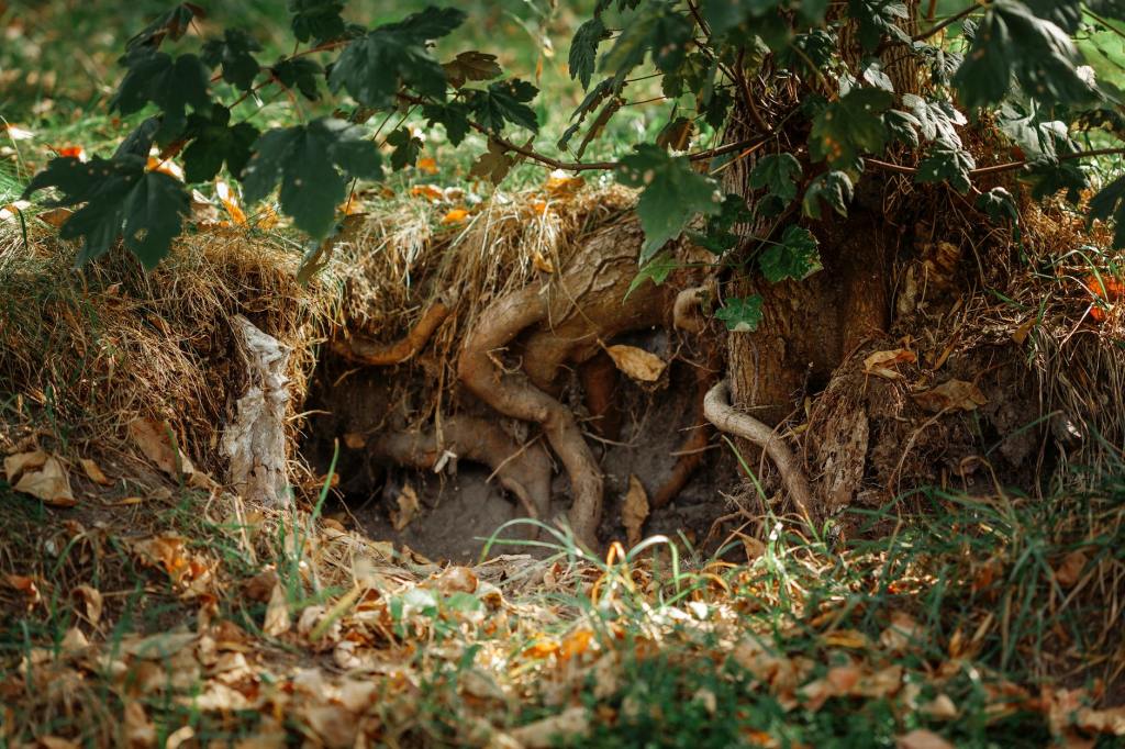 Roots